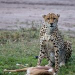 Arts & Vie -Masaï Mara - Kenya