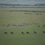 Arts & Vie -Montgolfière Masaï Mara - Kenya