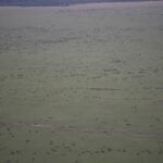 Arts & Vie -Montgolfière Masaï Mara - Kenya