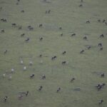 Arts & Vie -Montgolfière Masaï Mara - Kenya