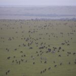 Arts & Vie -Montgolfière Masaï Mara - Kenya