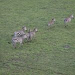 Arts & Vie -Montgolfière Masaï Mara - Kenya