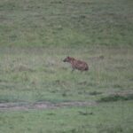 Arts & Vie -Montgolfière Masaï Mara - Kenya