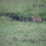 Arts & Vie -Montgolfière Masaï Mara - Kenya