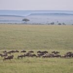 Arts & Vie -Montgolfière Masaï Mara - Kenya