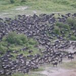 Arts & Vie -Montgolfière Masaï Mara - Kenya
