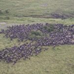 Arts & Vie -Montgolfière Masaï Mara - Kenya