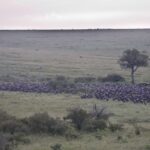 Arts & Vie -Montgolfière Masaï Mara - Kenya