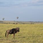 Arts & Vie -Montgolfière Masaï Mara - Kenya