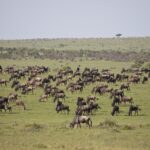 Arts & Vie -Masaï Mara - Kenya
