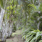 Arts & Vie - Carara & Tarcolès - Costa Rica