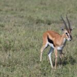 Arts & Vie -Masaï Mara - Kenya