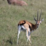 Arts & Vie -Masaï Mara - Kenya