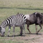 Arts & Vie -Masaï Mara - Kenya