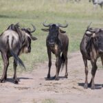 Arts & Vie -Masaï Mara - Kenya