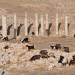 Arts & Vie - Jerash - Jordanie