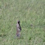 Arts & Vie -Masaï Mara - Kenya