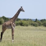 Arts & Vie -Masaï Mara - Kenya