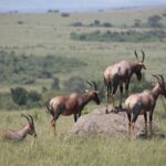 Arts & Vie -Masaï Mara - Kenya