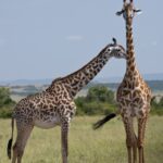 Arts & Vie -Masaï Mara - Kenya