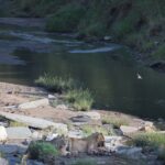 Arts & Vie -Masaï Mara - Kenya