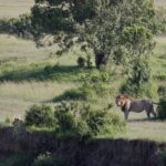 Arts & Vie -Masaï Mara - Kenya