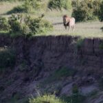 Arts & Vie -Masaï Mara - Kenya