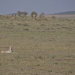 Arts & Vie -Masaï Mara - Kenya