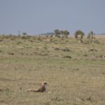 Arts & Vie -Masaï Mara - Kenya