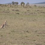 Arts & Vie -Masaï Mara - Kenya