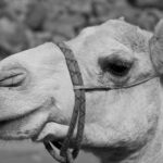 Arts & Vie - Wadi Rum - Jordanie