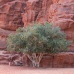 Arts & Vie - Wadi Rum - Jordanie