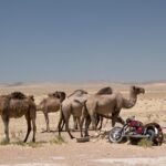 Arts & Vie - Forteresses du désert - Ouzbékistan