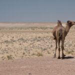 Arts & Vie - Forteresses du désert - Ouzbékistan