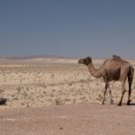 Arts & Vie - Forteresses du désert - Ouzbékistan