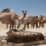 Arts & Vie - Forteresses du désert - Ouzbékistan
