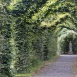 Arts & Vie -Château de Birr - Irlande