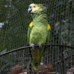 Arts & Vie - Iguazu - Brésil