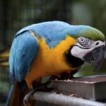Arts & Vie - Iguazu - Brésil