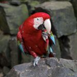 Arts & Vie - Iguazu - Brésil