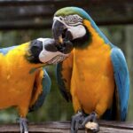 Arts & Vie - Iguazu - Brésil