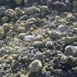 Arts & Vie -Vulcano - Sicile