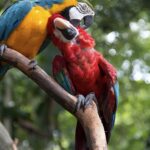 Arts & Vie - Iguazu - Brésil