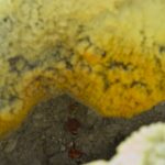 Arts & Vie -Vulcano - Sicile