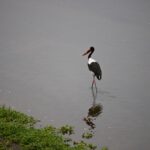 Arts & Vie - Kruger - Afrique du sud