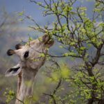 Arts & Vie - Kruger - Afrique du sud