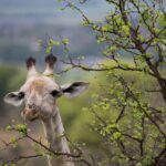 Arts & Vie - Kruger - Afrique du sud