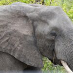 Arts & Vie - Kruger - Afrique du sud