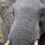 Arts & Vie - Kruger - Afrique du sud
