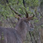 Arts & Vie - Kruger - Afrique du sud